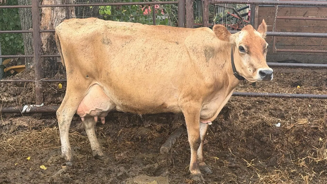OFFSITE - Cow number 897