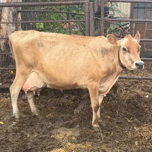 OFFSITE - Cow number 897