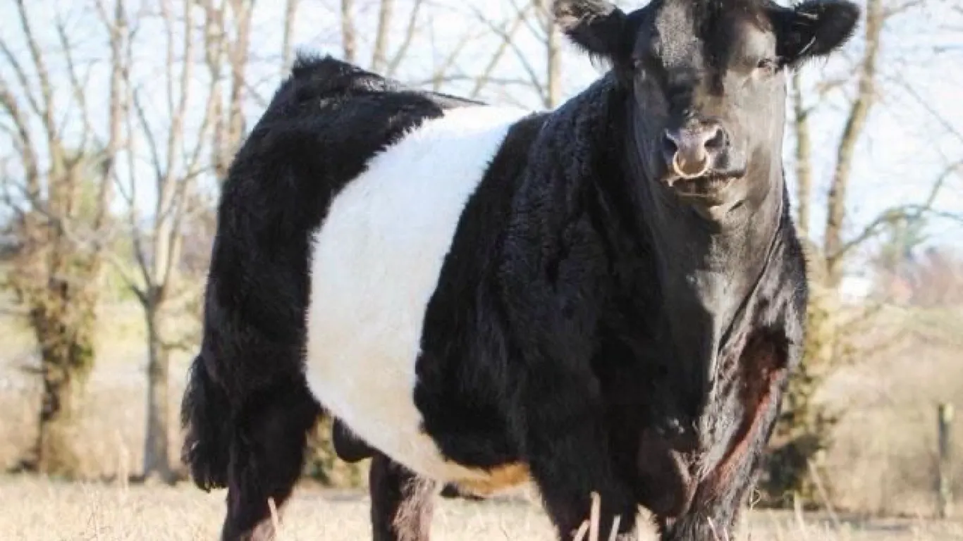 OFFSITE - 50 lb family pack of Manitoba premium home grown 18 days aged provincially inspected beef