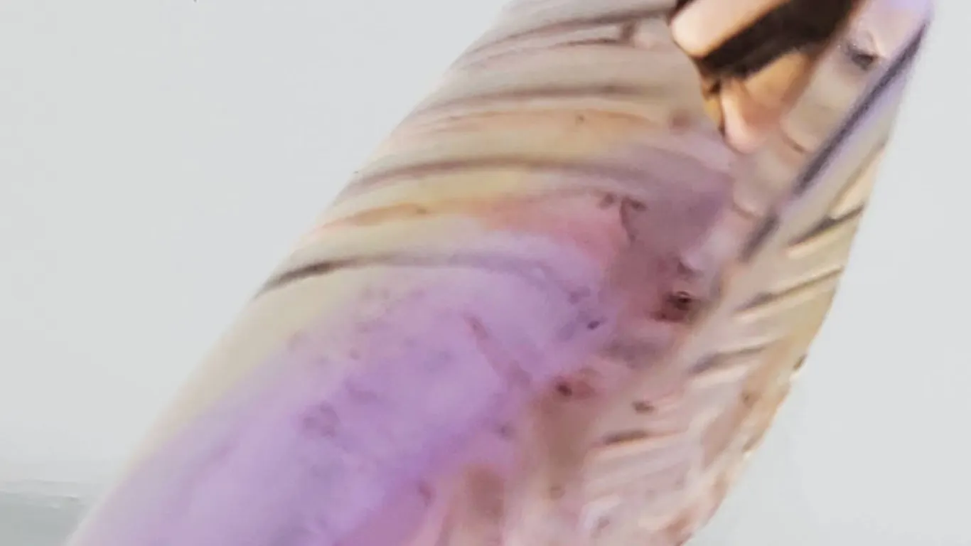 Ametrine (7.8 ct, 18×11 mm)