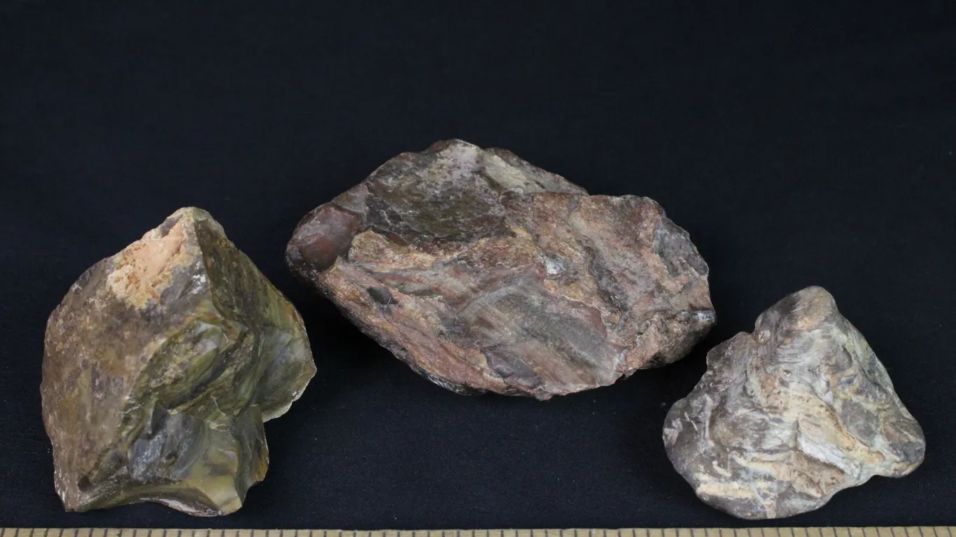 Petrified Wood, 1 lb 2 oz