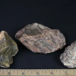 Petrified Wood, 1 lb 2 oz
