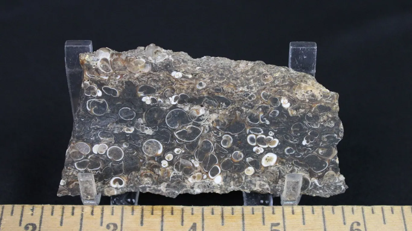 Turritella Agate Slab, 2 oz