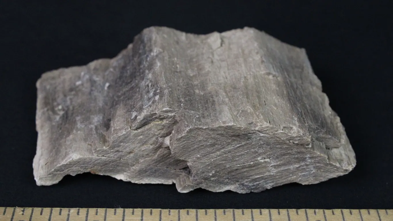 Petrified Wood, 1 lb