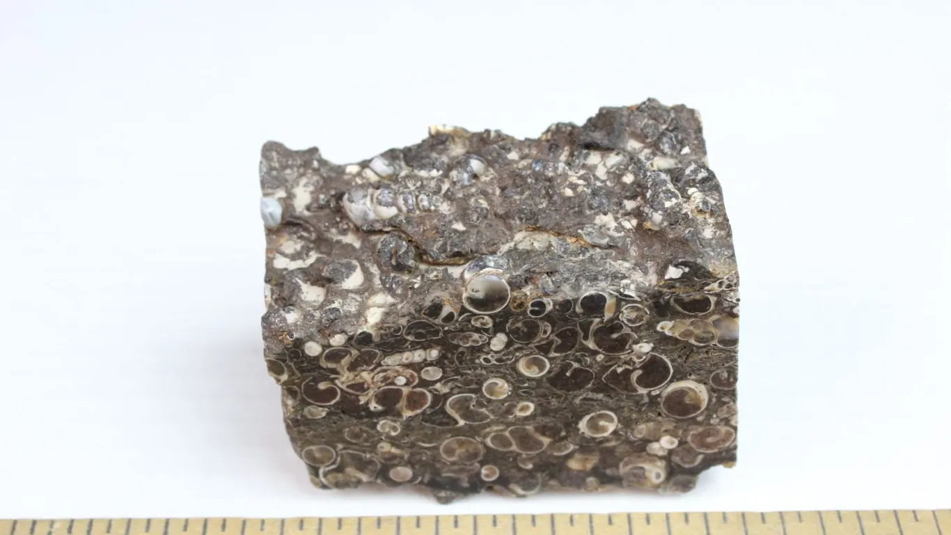 Turritella Agate, 13 oz