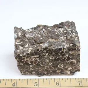 Turritella Agate, 13 oz