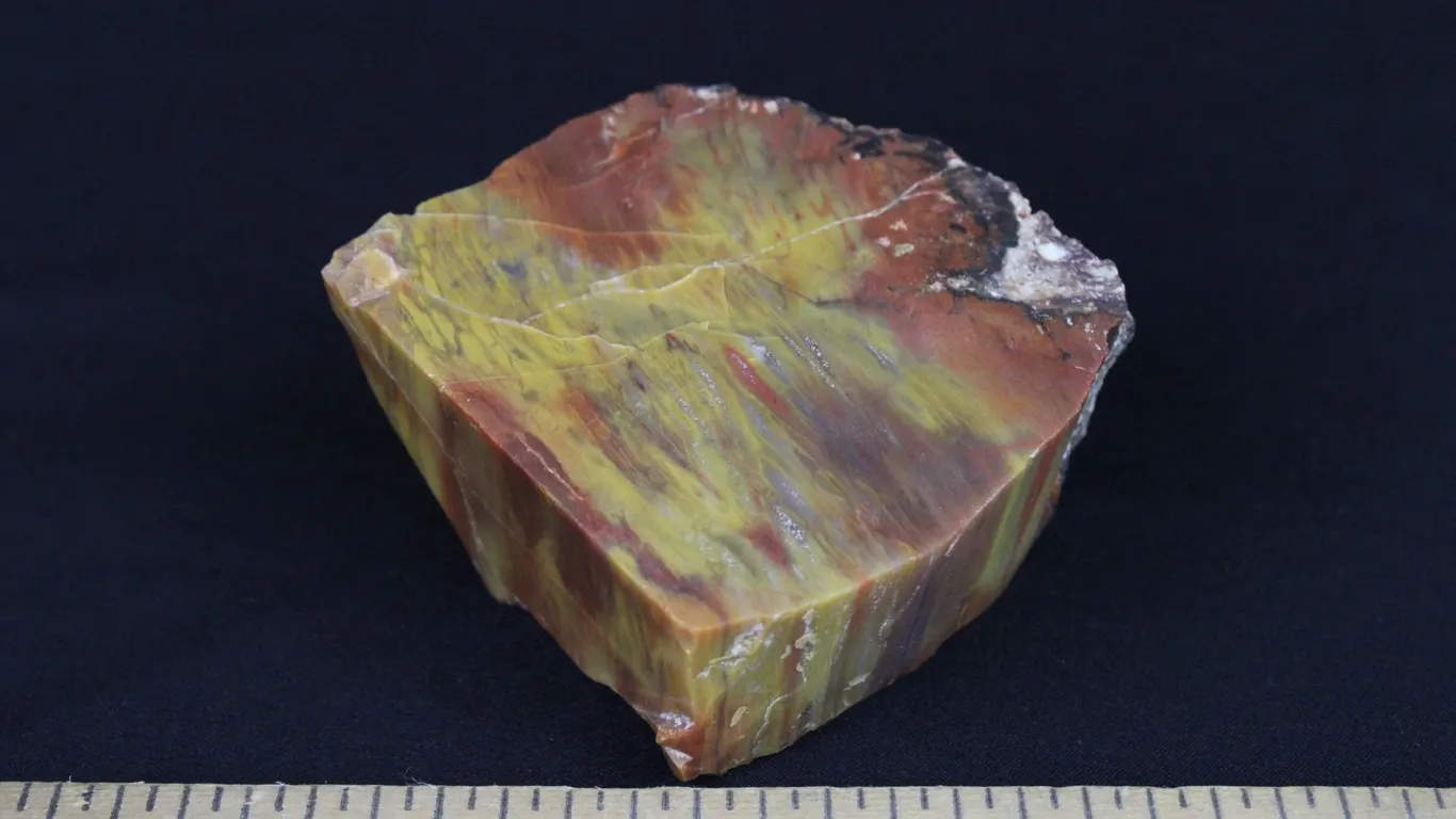 Rainbow Petrified Wood, 10 oz