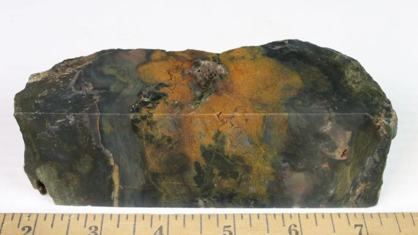 Petrified Wood from Oregon, 1 lb 7 oz