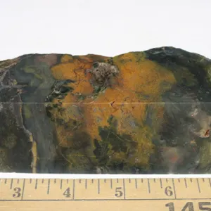 Petrified Wood from Oregon, 1 lb 7 oz