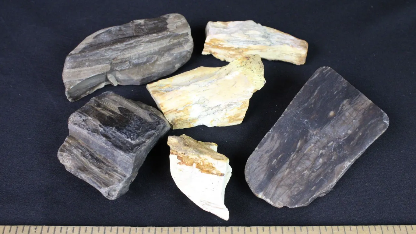 Petrified Wood, 1 lb 2 oz