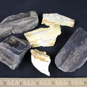 Petrified Wood, 1 lb 2 oz