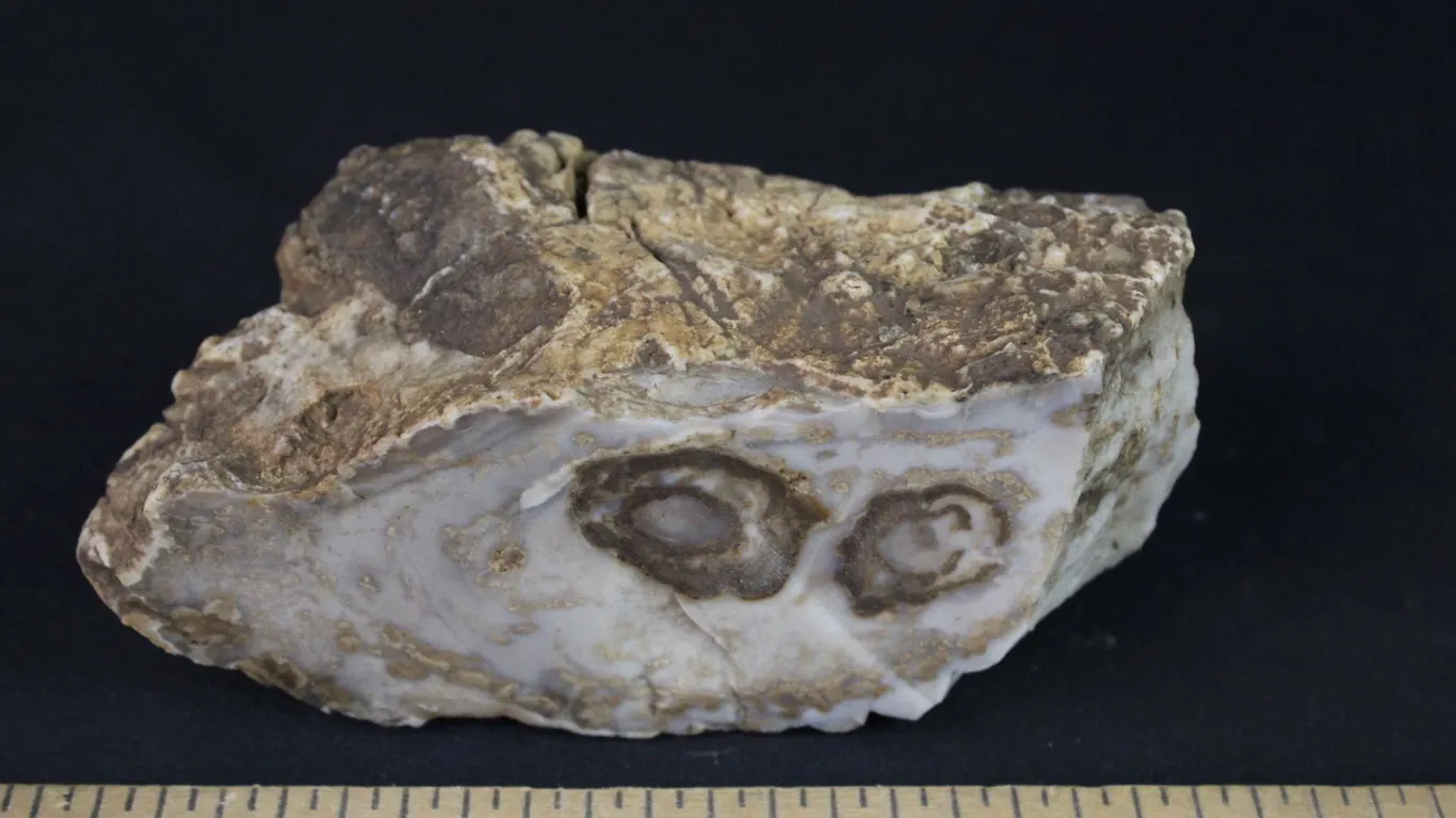 Chert from Montana, 1 lb 5 oz