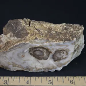 Chert from Montana, 1 lb 5 oz