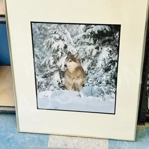 Framed print of timber wolf