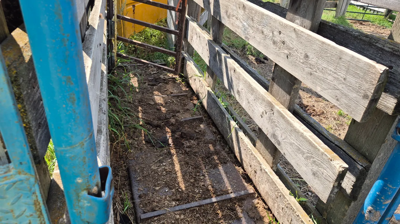 ELIAS LIVESTOCK SCALE