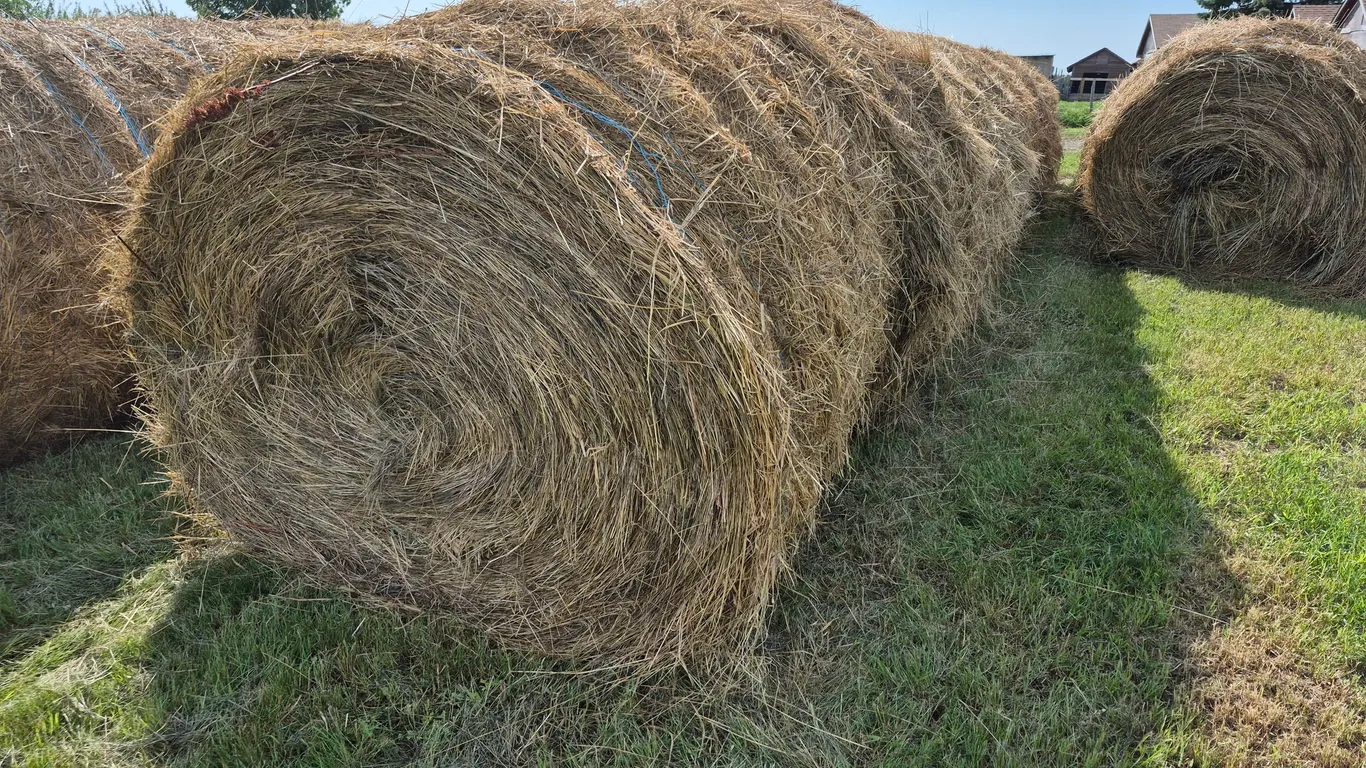 8- BROME GRASS BALES