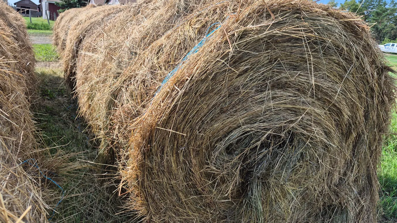 6- ALFALFA BALES