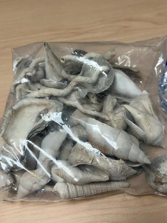 Fossilized Marine Shells and Corals in Plastic Bag