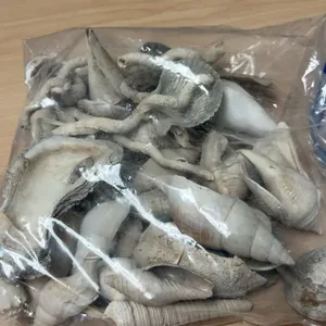 Fossilized Marine Shells and Corals in Plastic Bag