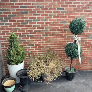 Planters and Topiary