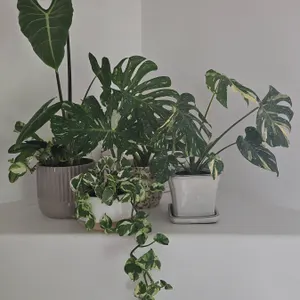 Variegated Houseplants in Decorative Pots