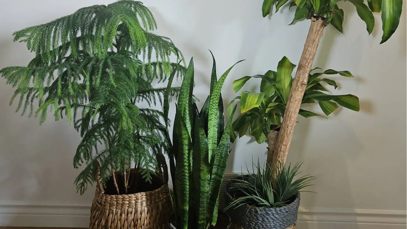 Three Potted Indoor Plants with Woven Baskets