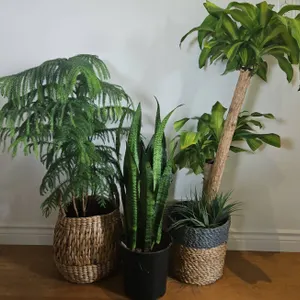 Three Potted Indoor Plants with Woven Baskets