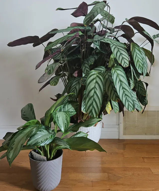 Calathea and Aglaonema Houseplants in Decorative Pots