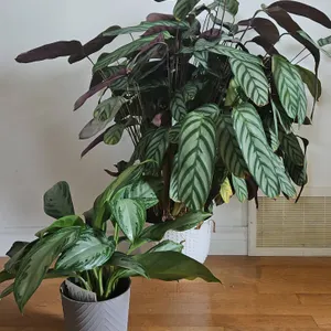 Calathea and Aglaonema Houseplants in Decorative Pots