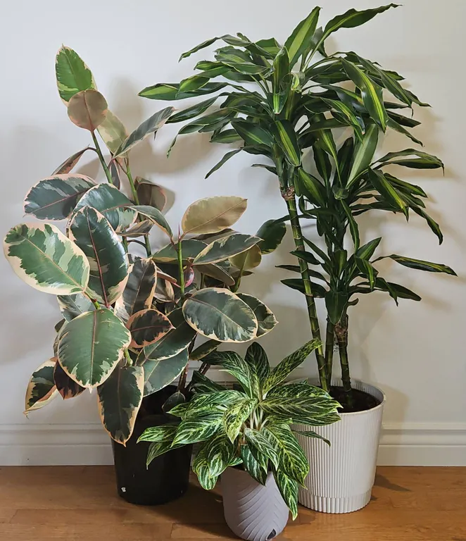 Three Indoor Potted Plants: Rubber Plant, Dracaena, and Aglaonema