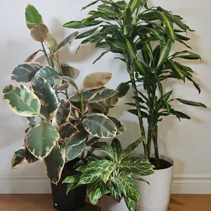 Three Indoor Potted Plants: Rubber Plant, Dracaena, and Aglaonema