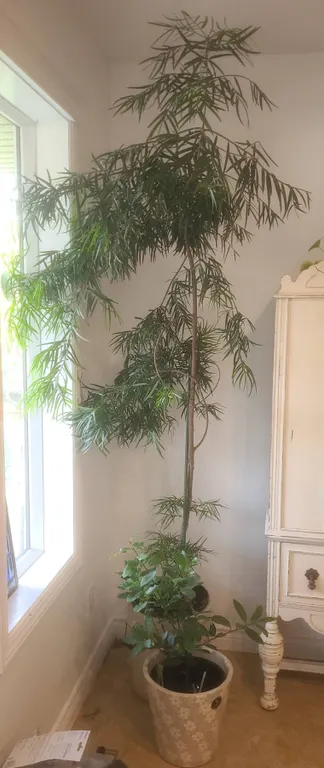 Indoor Potted Tree and Plant Lot with Decorative Pots