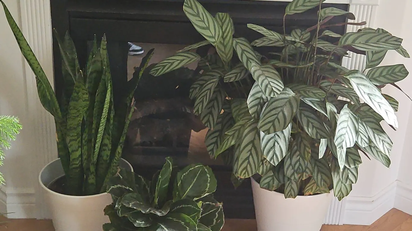 Three Potted Houseplants Including Sansevieria and Calathea