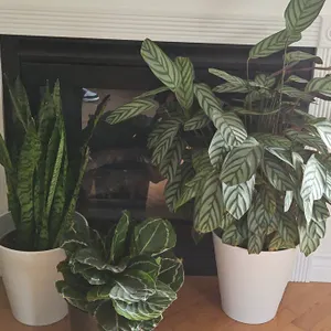 Three Potted Houseplants Including Sansevieria and Calathea