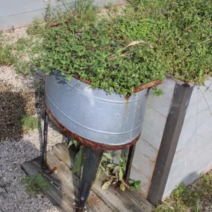 Galvanized Planter & Plant