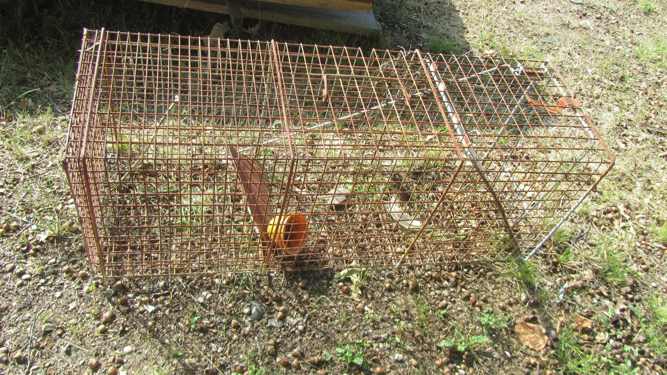 Animal Trap