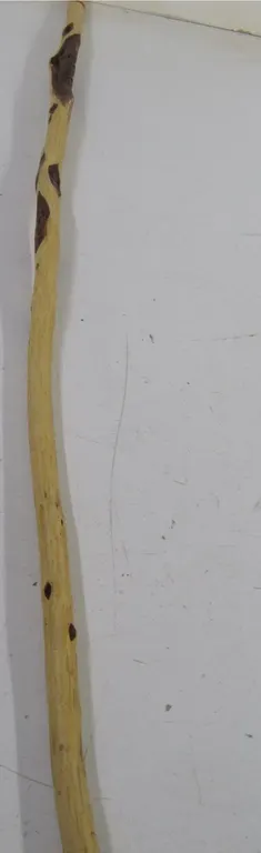 Diamond Willow Walking Stick