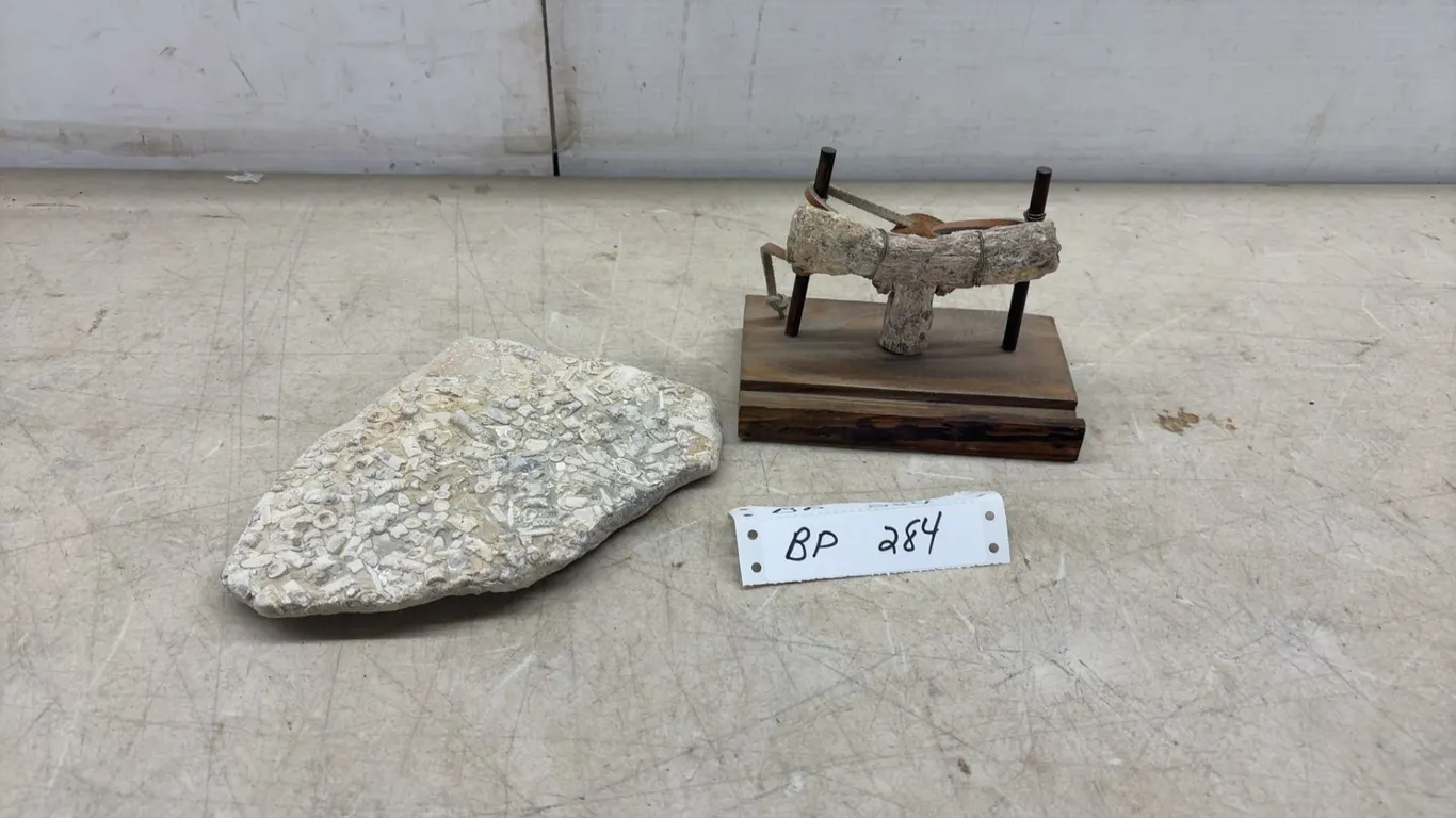Fossiliferous Limestone 8 × 5 1/2” and Specimen on Stand, Possibly Containing Dinosaur Bones