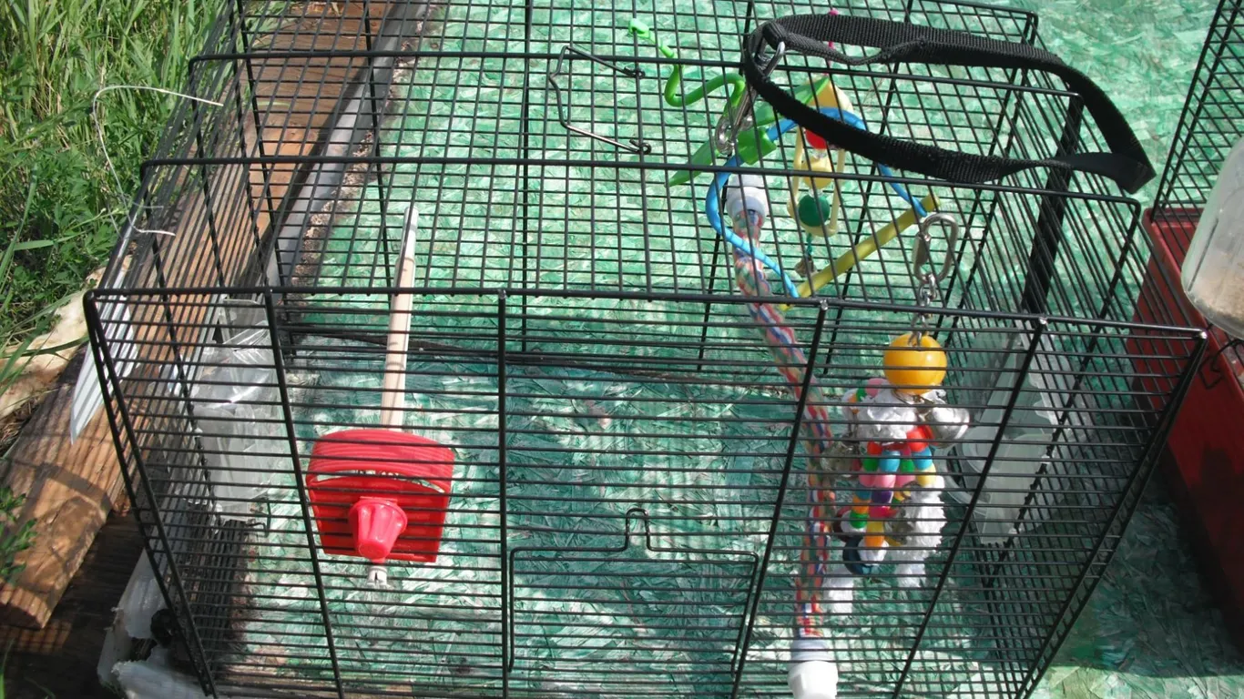 bird cage top