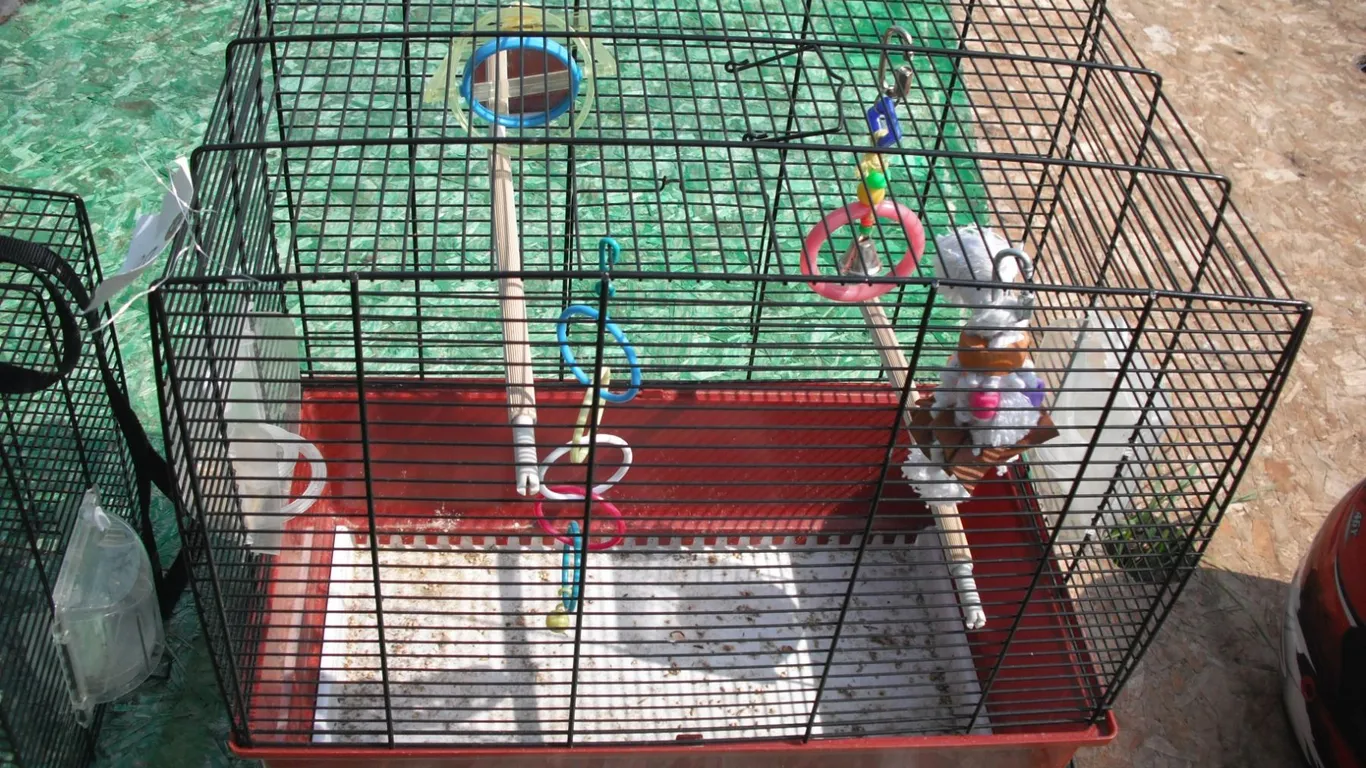 bird cage