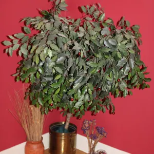 Tree & Floral Décor