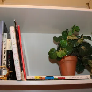 Books, Turtle Magnifying Glass & Plant