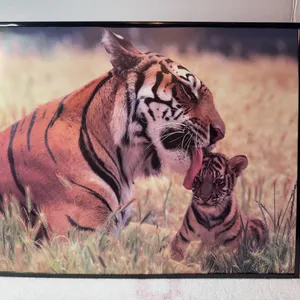 Tiger Picture in Black Frame, No Glass.  Preowned