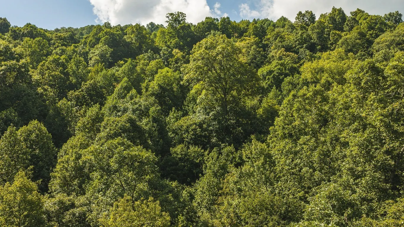 89 AC Claiborne County, TN Cumberland Trail