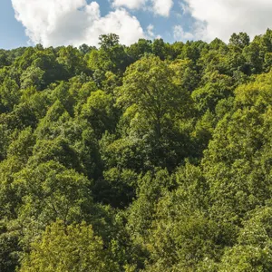 89 AC  Claiborne County, TN  Cumberland Trail