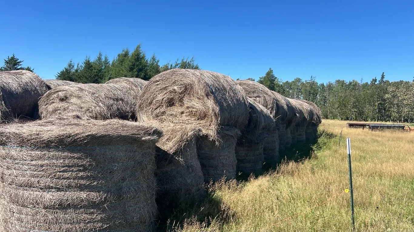 OFFSITE - 59 - Hay Bales