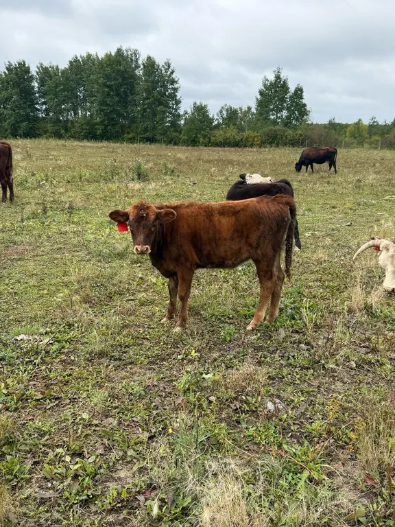 OFFSITE - 6 Month old Dexter Hereford Heifer Tag #3