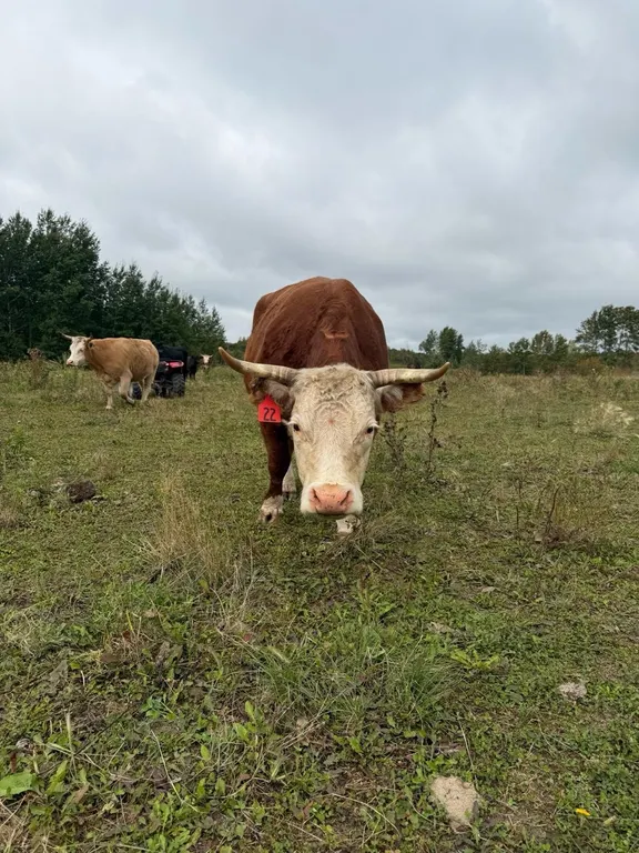 OFFSITE - 5 Year old Miniature Hereford Cow Tag #22, Great breeder, Exposed to Bull