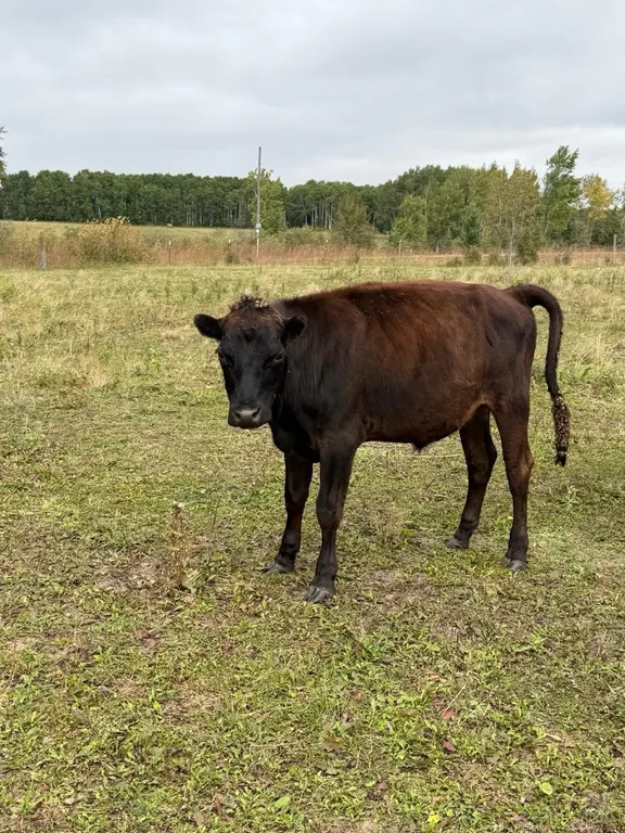 OFFSITE - 1 Year old Jersey Dexter Steer No Tag