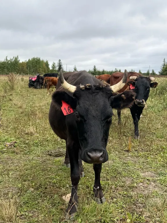OFFSITE - 5 Year old Jersey Dexter Cow Tag#16, great breeder, Exposed to Bull